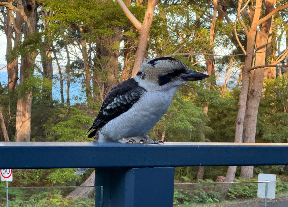  Jervis Bay Realty Holidays: Blenheim Beach Blue Jervis Bay accommodation in Vincentia