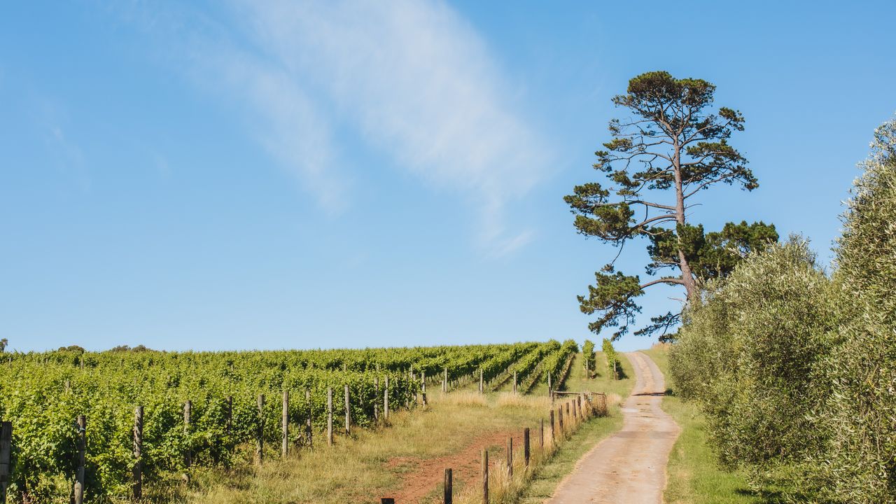 Vigneron's Delight Photo 6