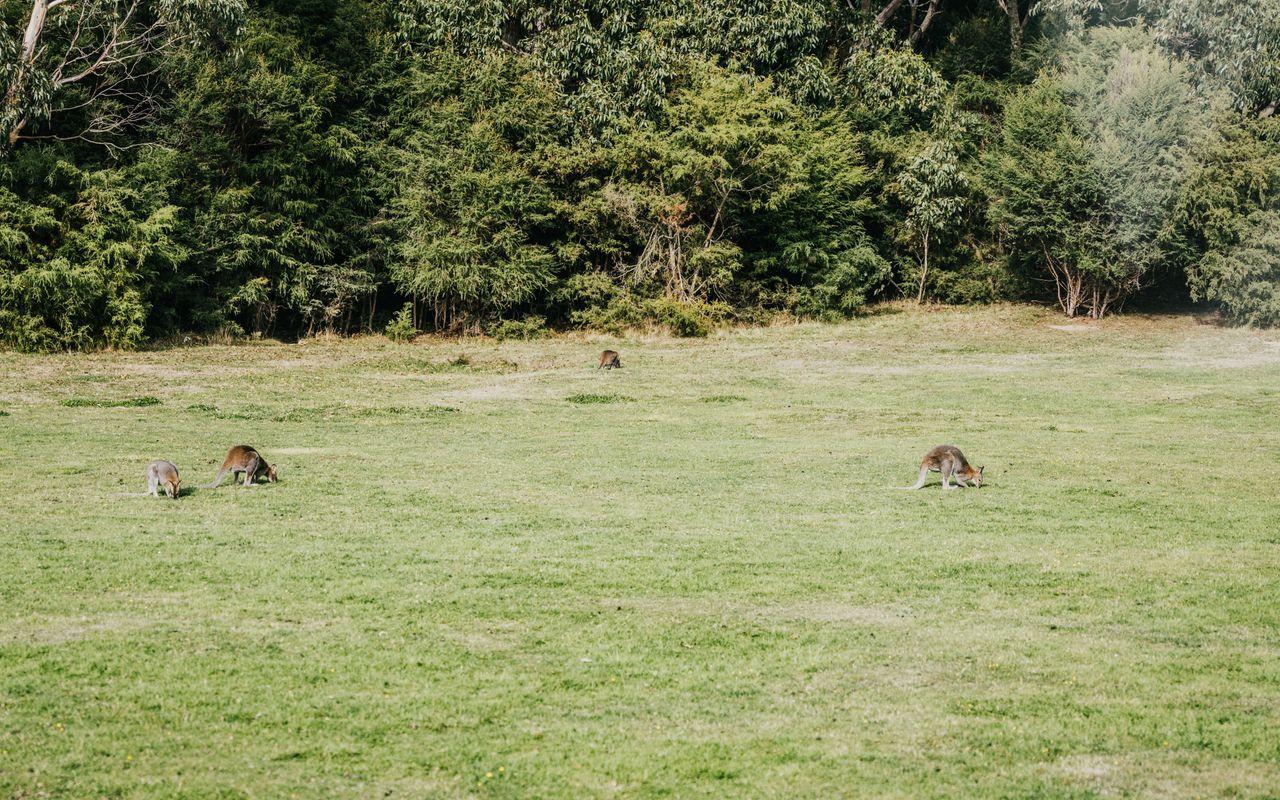 Alkina Lodge Milu