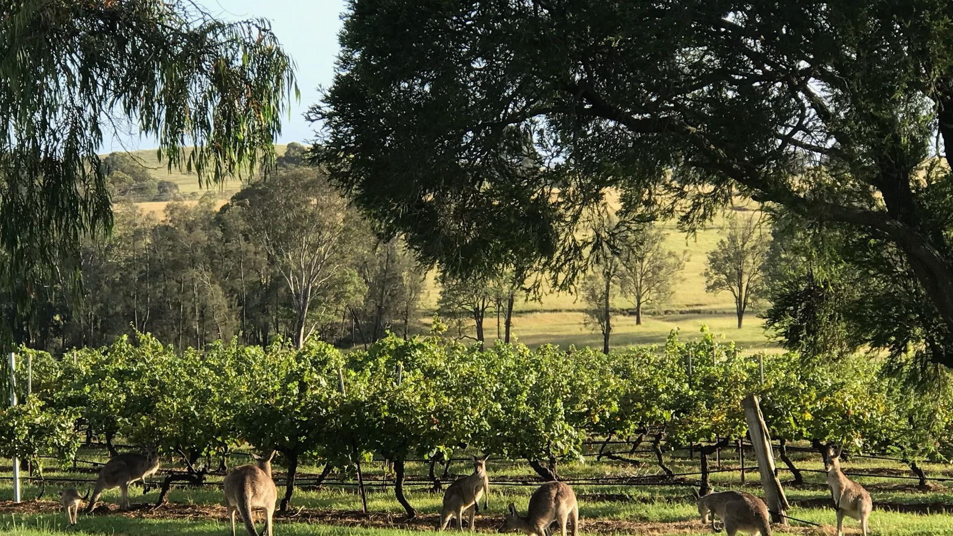 Kinloch Cottage stunning (renovated to new) on Daisy Hill Vineyard