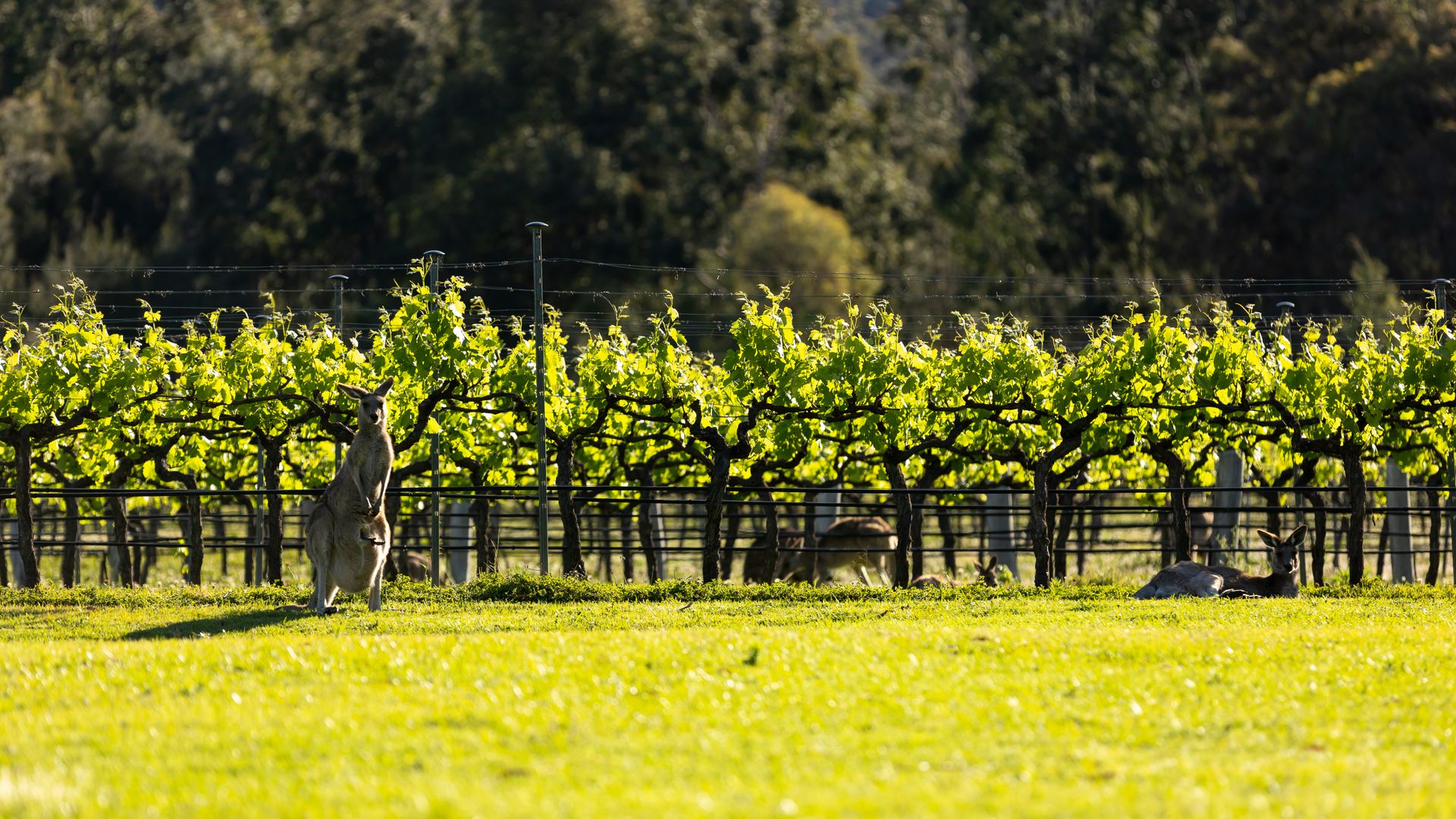 Stunning property with Vineyards on site!