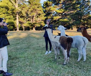 Annies Barn, Fitzroy Falls