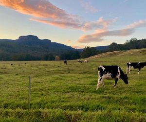 Birdsong, Kangaroo Valley