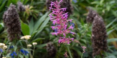   Kiama Garden Retreat