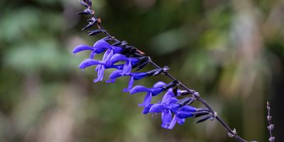   Kiama Garden Retreat