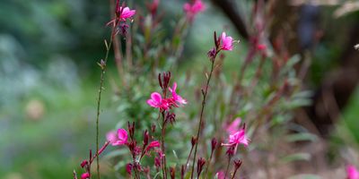   Kiama Garden Retreat