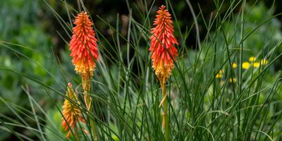   Kiama Garden Retreat