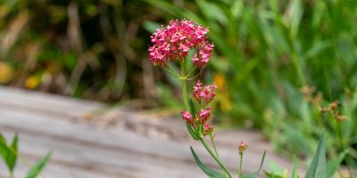   Kiama Garden Retreat