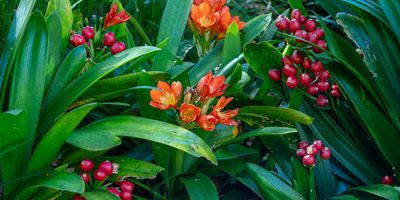   Flametrees