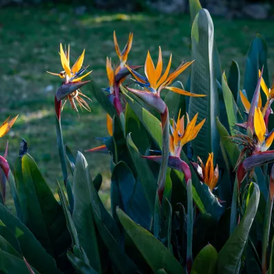 Flametrees