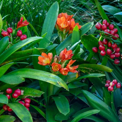 Flametrees
