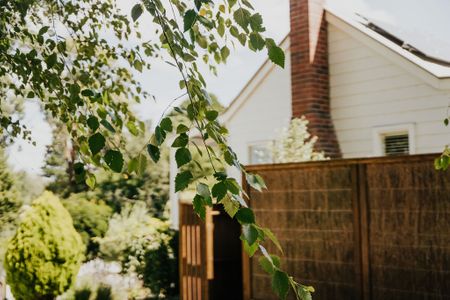 Candlebark