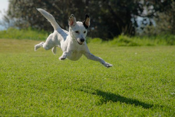 Coastal Soul –  Pet Friendly, Family Entertainer with Pool