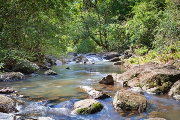 Bodhi Nature