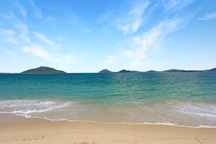Vitamin Sea – Pet Friendly