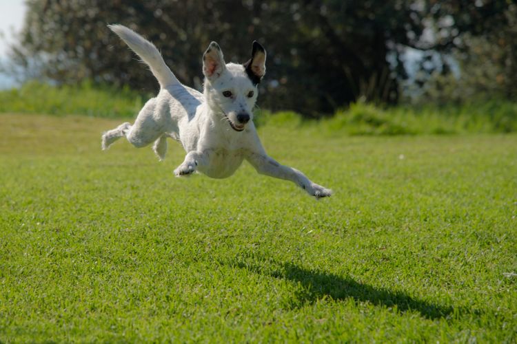 Splash House @ Kingscliff – Pet Friendly with Pool