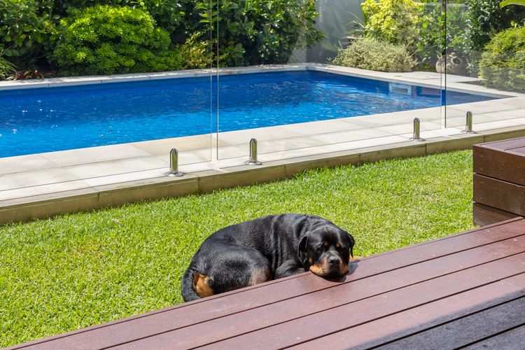 The Doggy Beach House –  Pottsville