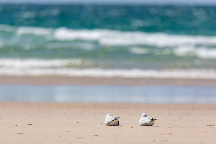 Classic Beach House on Surfside – Pet Friendly