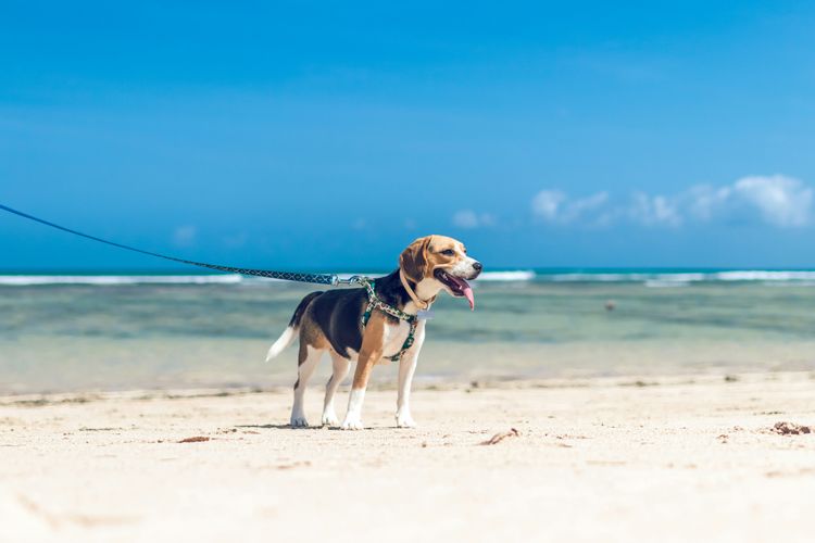 Ocean Blue on Salt Beach