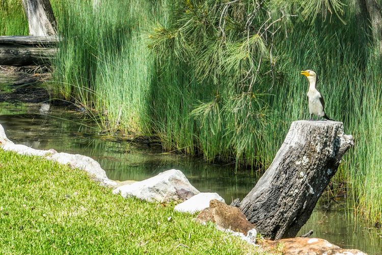 CABIN 21 – Lake Conjola