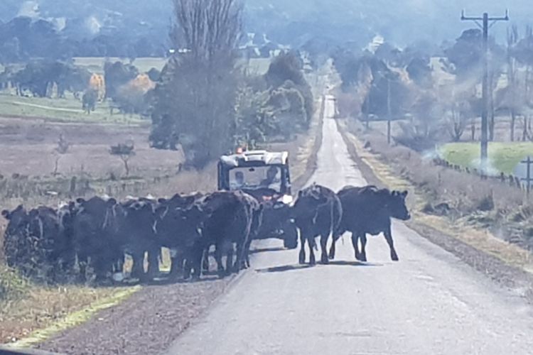 Mustering on School Road - drive with care slowly with cattle on road