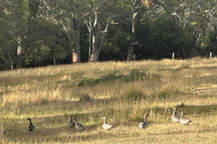 Red Hill Ridge