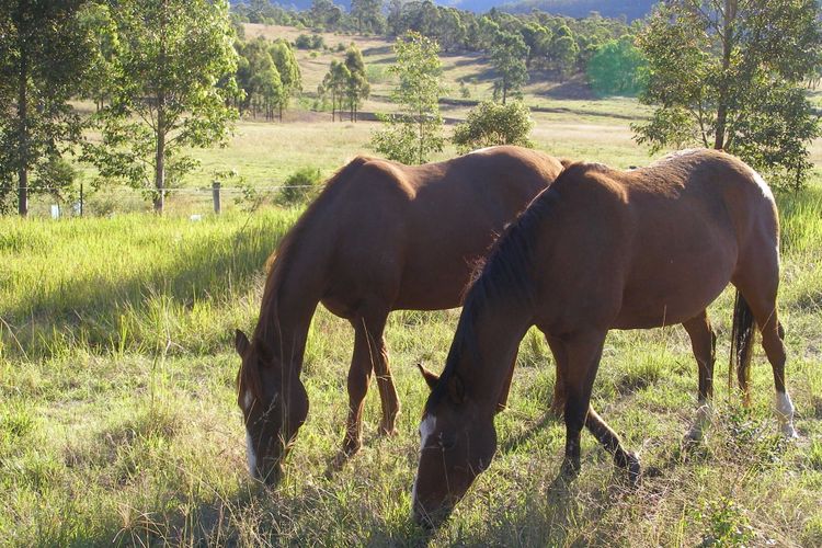 Corymbia Cottage – Broke’s Secluded Escape for max 4 guests
