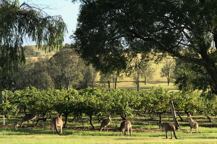 Kinloch Cottage stunning (renovated to new) on Daisy Hill Vineyard