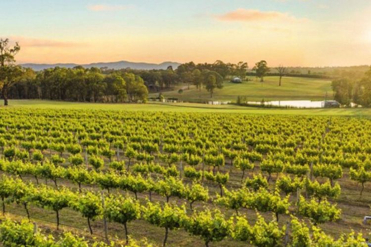 Block Eight Estate Vineyard View Villa