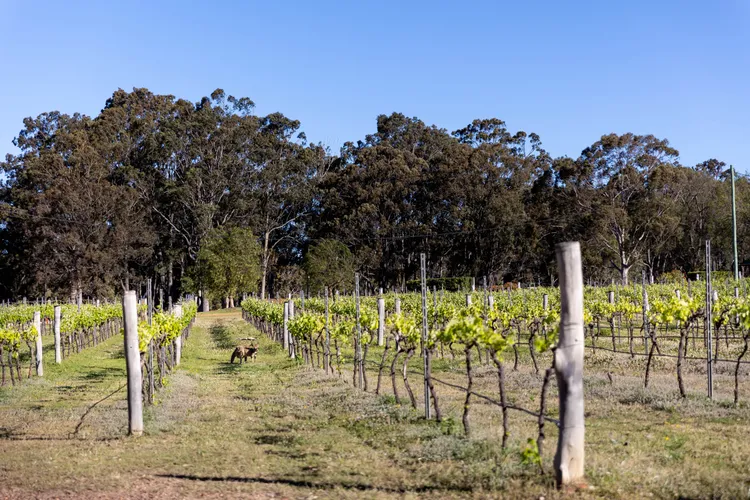 Amazing scenic vineyard views 