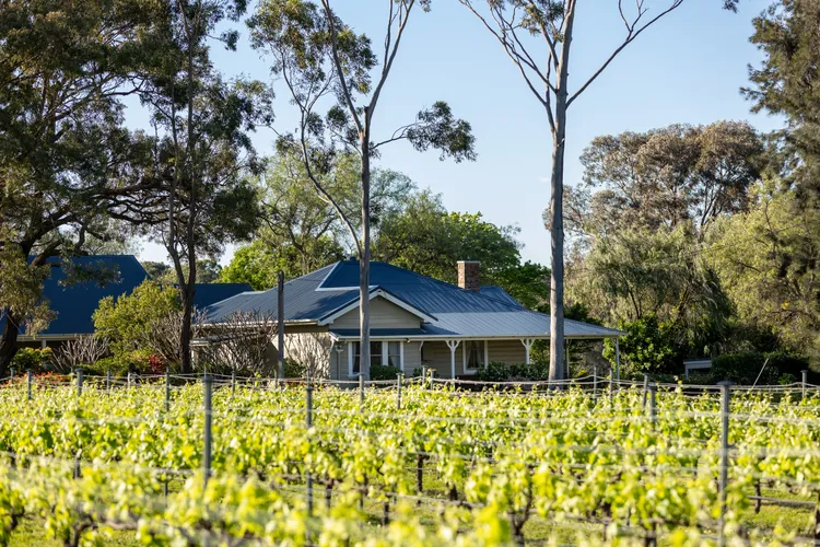 Amazing Views of Vineyards