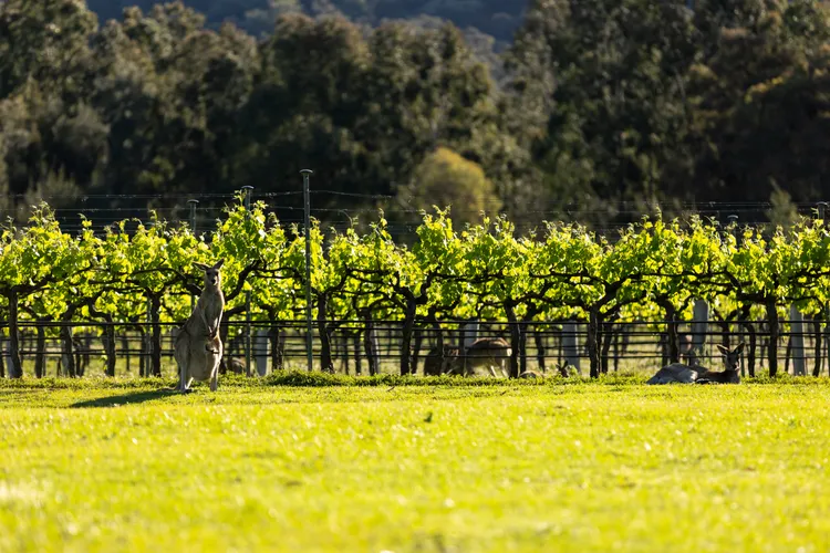 Stunning property with Vineyards on site!
