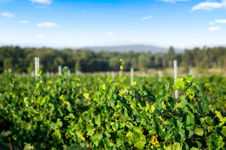 Palmers Lane Vineyard Estate and Retreat with Pool offers a large 6br home and 2br cottage