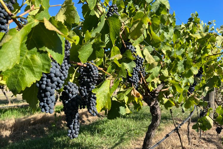 Bracken Ridge Vineyard – The Stables – Villa 1