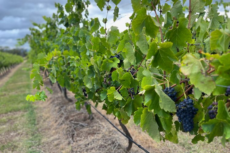 Bracken Ridge Vineyard – The Entire Estate