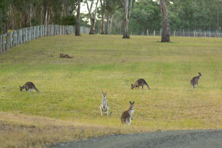 Molly Morgan Vineyard Lovedale Breakaway Villas . Sleeps Up to 6