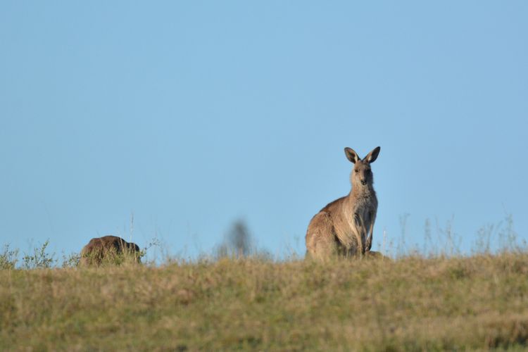 Kookaburra Range