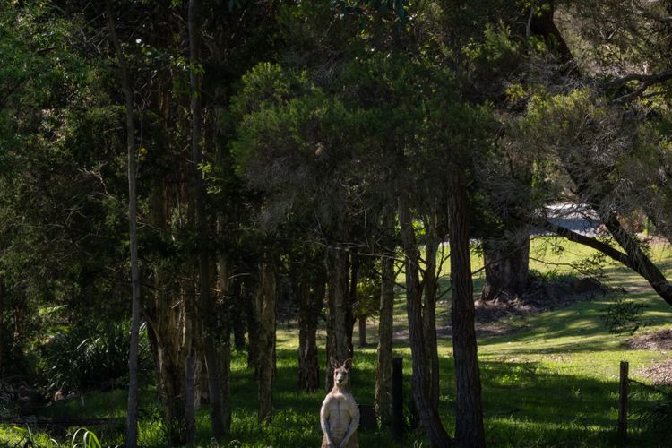 Lush Green Landscape