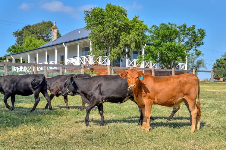 Stellaview Farmhouse, Newly Renovated in Heart of Hunter