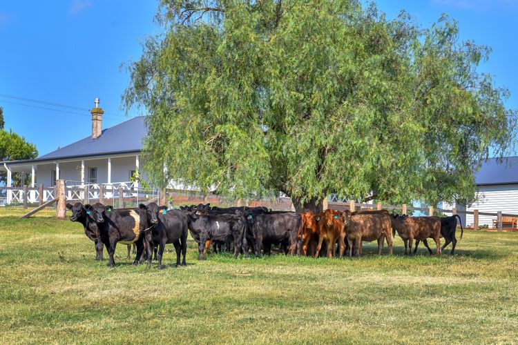 Stellaview Farmhouse, Newly Renovated in Heart of Hunter