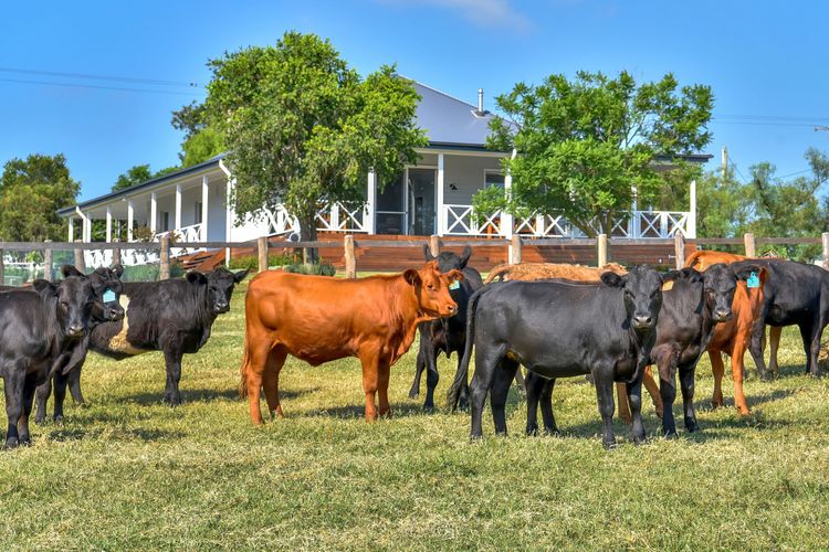 Stellaview Farmhouse, Newly Renovated in Heart of Hunter