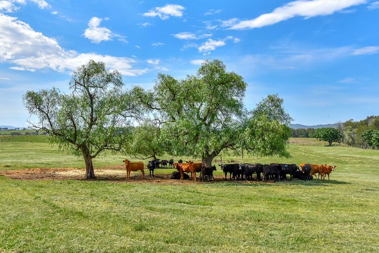 Stellaview Farmhouse, Newly Renovated in Heart of Hunter