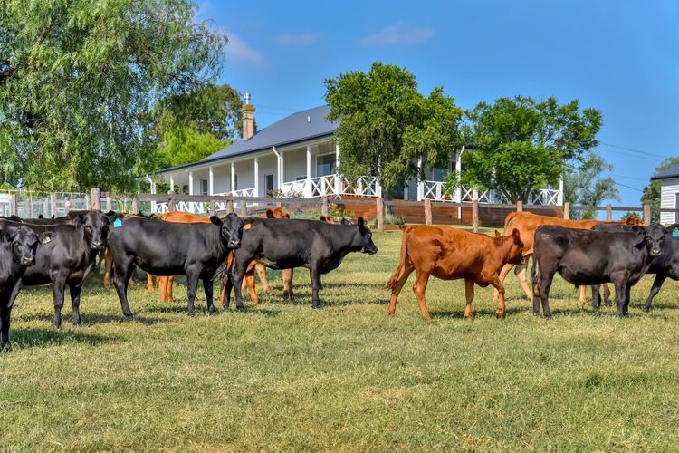 Stellaview Farmhouse, Newly Renovated in Heart of Hunter