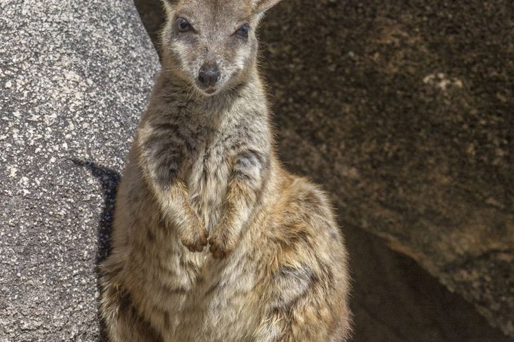 Alma Bay Holiday Unit 4 - Wallaby