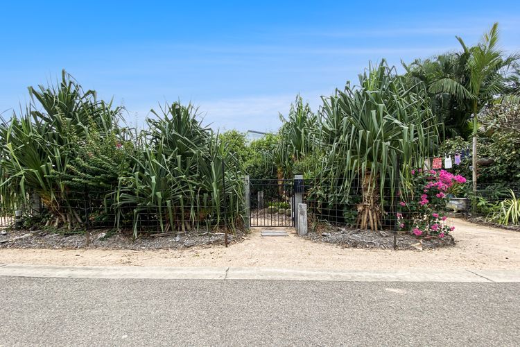 White Pandanus