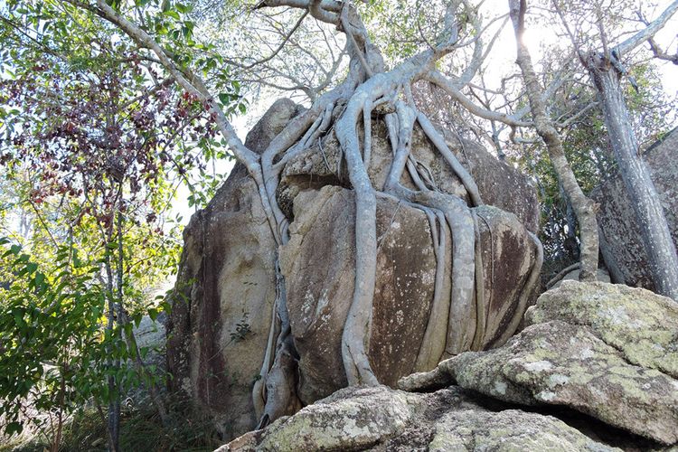 Driftwood