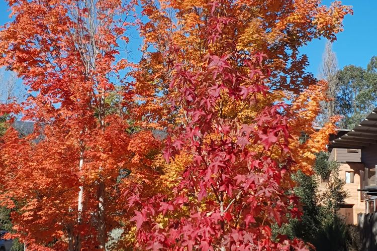 Entrance trees