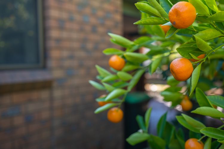 Warrina – Overlooks Ovens River and five minute walk into town