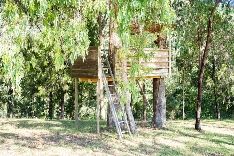 Bluegum