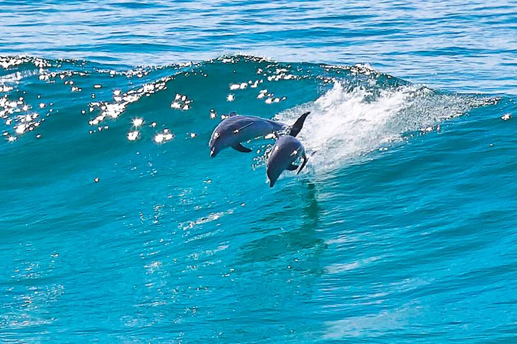 Whale & Dolphin Watching